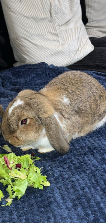 Mini lop & Mini Holland lop