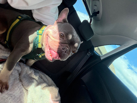 4 year old female frenchie