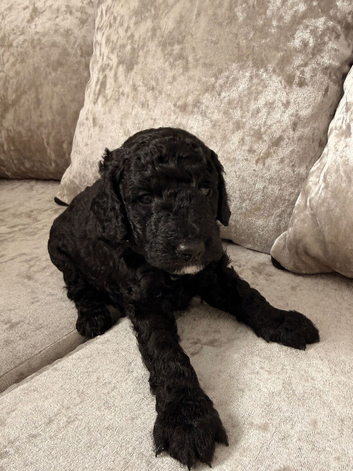 Puppies F1b