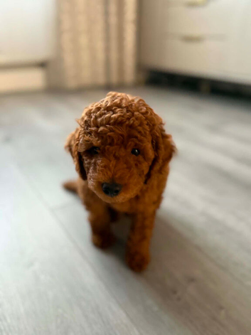 Toy poodle