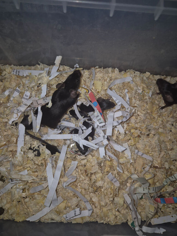 Fancy mice babies