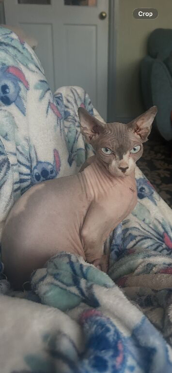 Sphynx females
