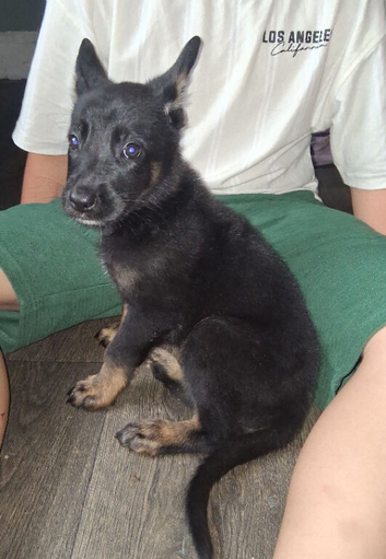 german shephard Puppies