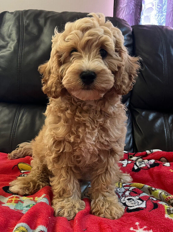 Cavapoochon boy puppy