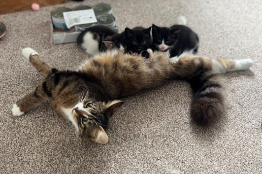 Siberian X mix breed kittens