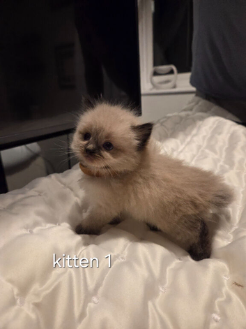 7 beautiful ragdoll kittens available ️