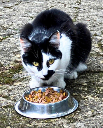 x2 Domestic ShortHair Mixed Breed Cats