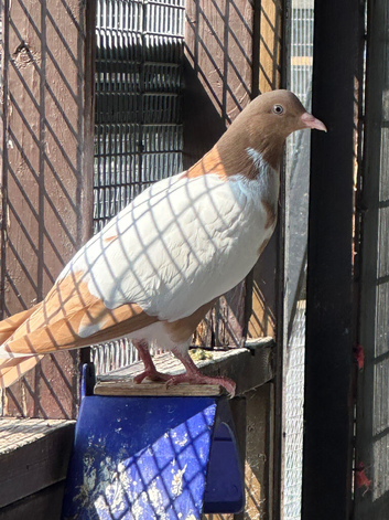 AFGHAN PIGEONS