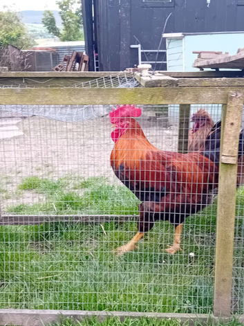 Welsummer pair