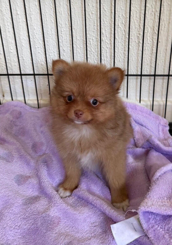 Pomeranian Puppy Ready to go