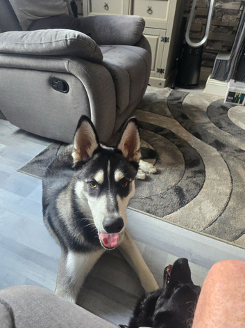 10 Month Male Shepsky.