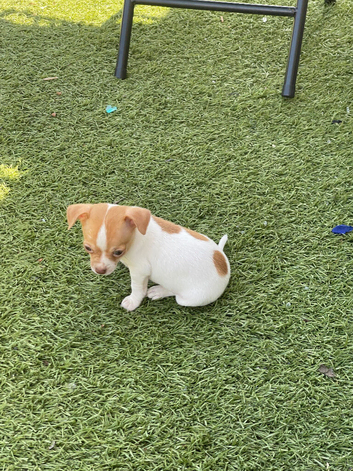 Chihuahua tea cup size boy puppy