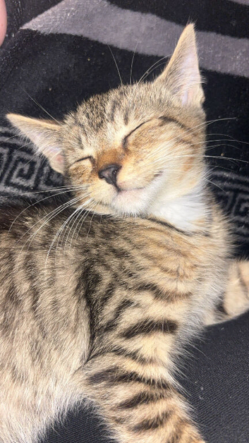 kitten looking for forever home