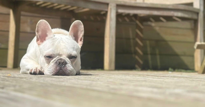 Pure white blue eye boy frenchie