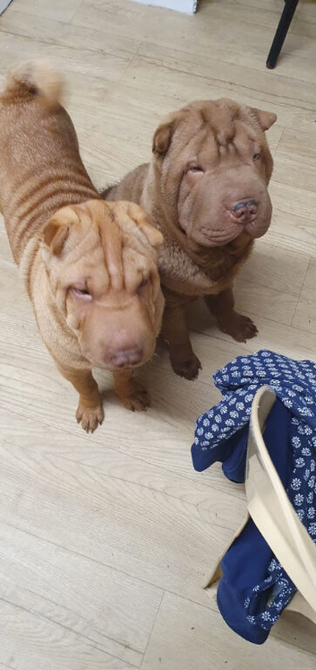 Male 9 month old