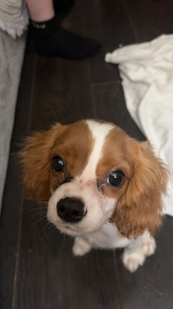 King Charles spaniel