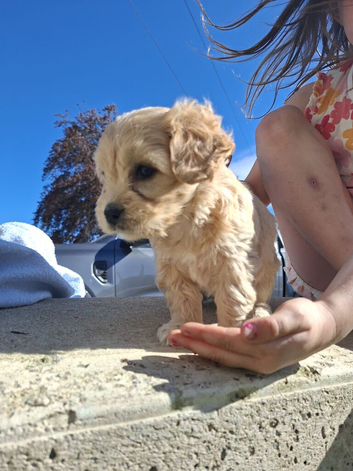 Cavachon puppies for sale 2 Boys Left