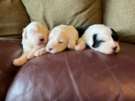 Old English Sheepdog Puppies