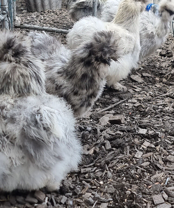 Silkie hatching eggs