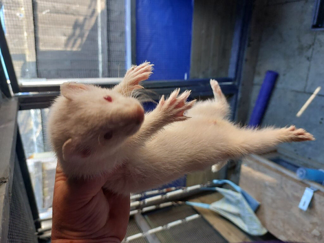 Albino x 3