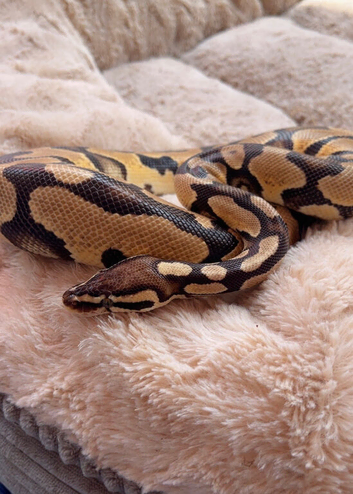 BH Cinnamon 100% het Ghost het Pied python