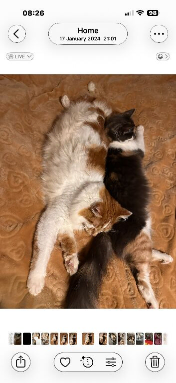 Loving Home for Simba and Luna