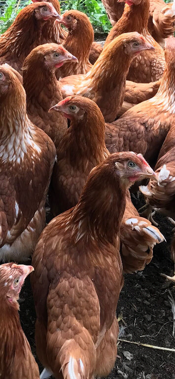 10 point of lay Warren hens