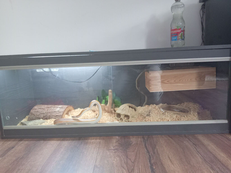 3 year old corn snake
