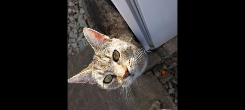 Silver tabby kittens