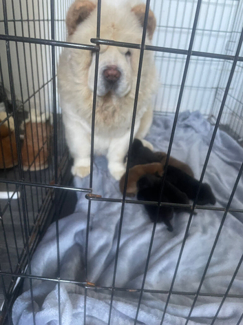 Chow chow pups