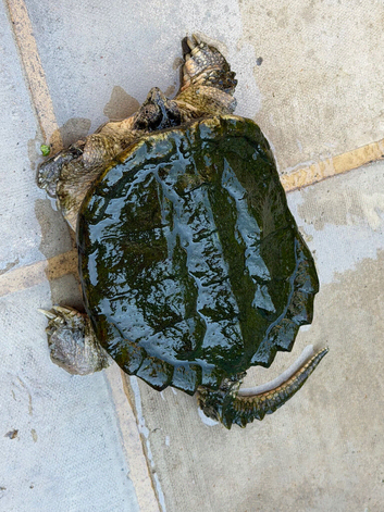 Common Snapping Turtle. (Female)