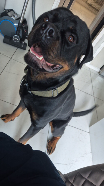Male rottweiller for sale