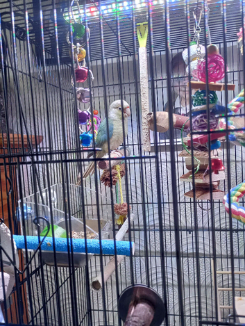 Conura cinmem 4 month old