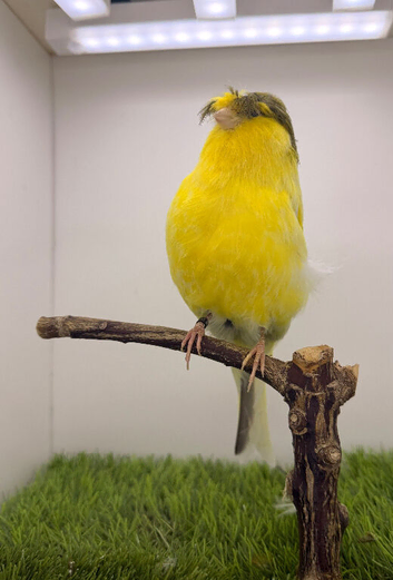 Lancaster male canary