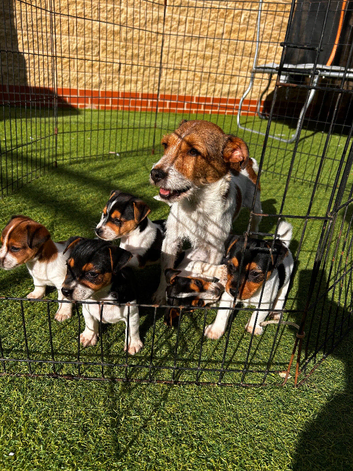 5 Jack Russels