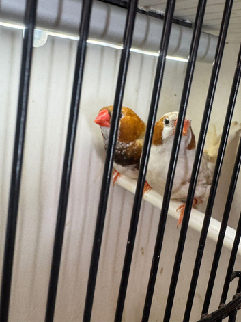 3 split orange cocks 1 normal Isabel all 4 months