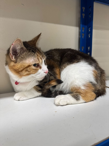 Cat 2 yr female beautiful