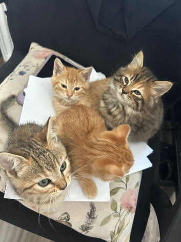 Pixie bob mixed kittens ready now