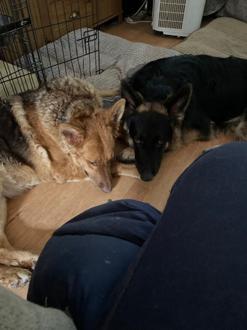 Pure straight back German Shepherds