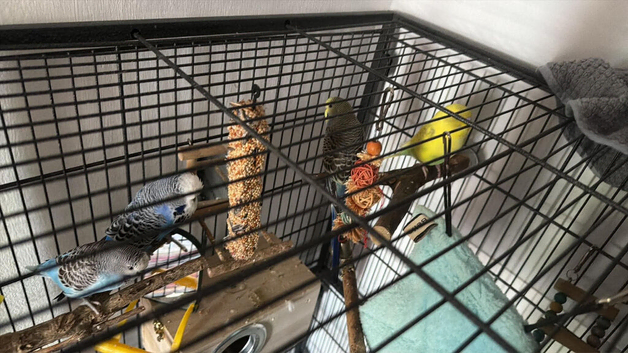 Budgies