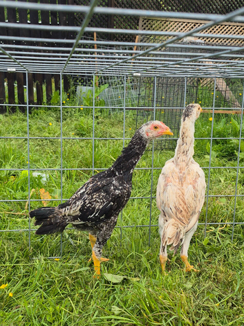 Sindi aseel pair
