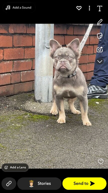 Fluffy frenchie