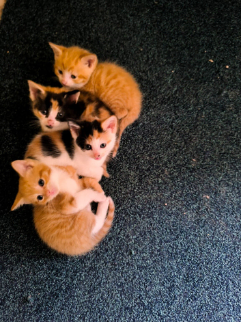 Ginger and Calicos cat for sale