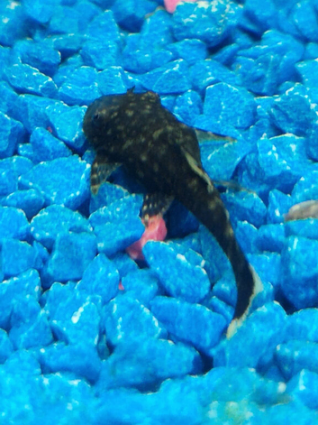 Bristlenose Plecs