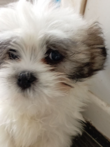 Lhasa apso