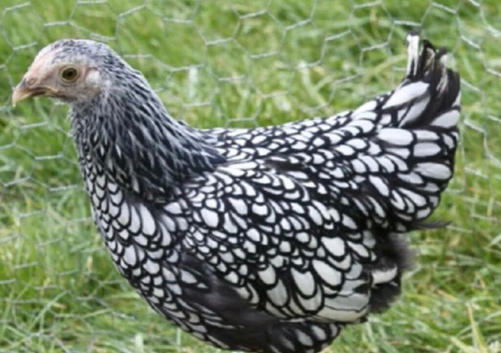 Banthem Wyandotte hen