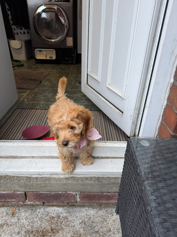 Chaii looking for his forever home