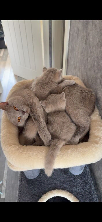 British short hair kittens
