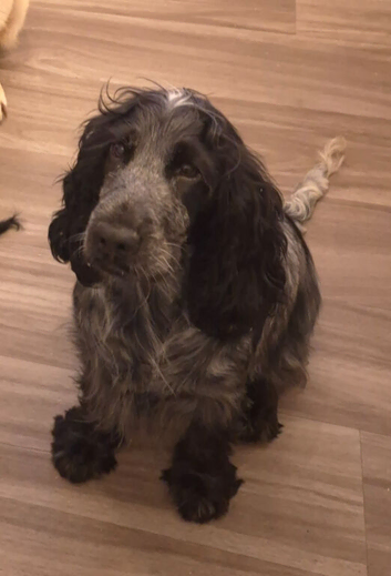 Stunning show cocker
