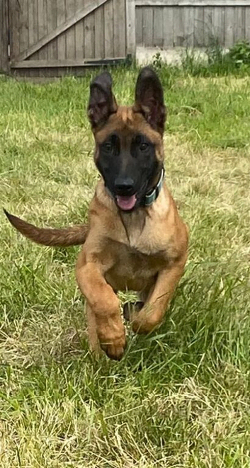 BRN Registered 4 month old male